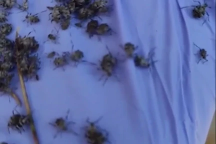 Ankara Etimesgut Belediyesi: Kene değil, endişeye gerek yok