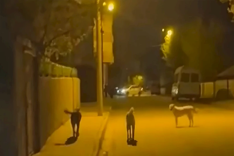 HÜDA PAR Genç İlçe Başkanı Doğru: Başıboş köpek sorununa çözüm bulunmalı 