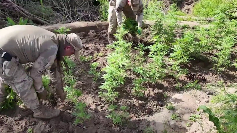 Dev operasyon: 12 milyon 389 bin kök kenevir ele geçirildi  - Videolu Haber