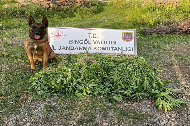 Bingöl