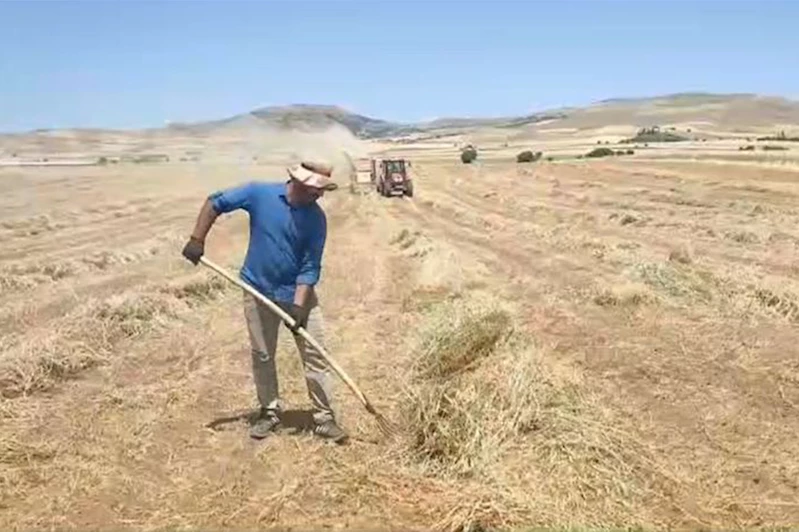 Elazığ Ovası’nda 2025 yılı fiğ hasadı başladı