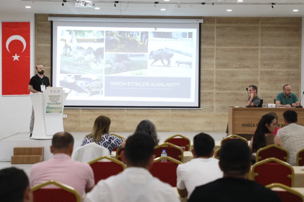 Muğla’da yaban domuzları gündemde