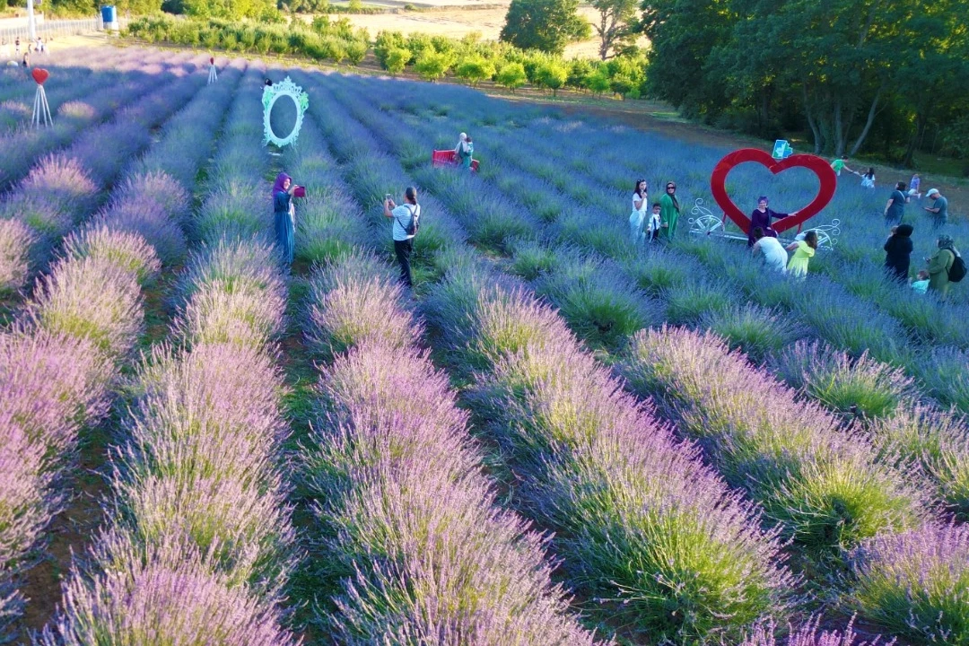 İzmit Belediyesi Lavanta Şenliği’ne yoğun ilgi