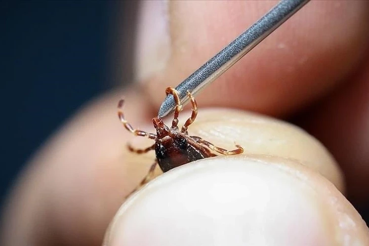 Uzmanı uyardı…Grip sandığınız ölümcül kene ısırığı olabilir!