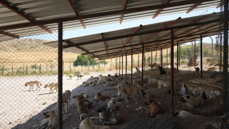 Adıyaman Belediyesinden sokak hayvanlarına doğal yaşam ve gölgelik desteği  - Videolu Haber