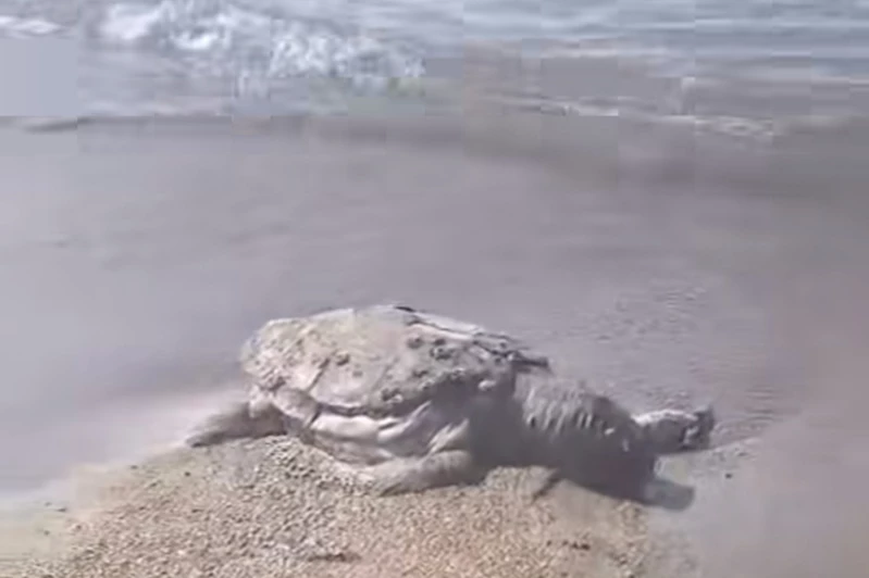 Karataş’ta balıkçı ağına takıldığı düşünülen Caretta Caretta ölü halde bulundu