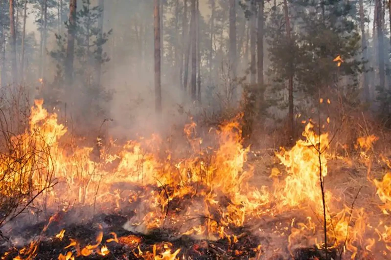 Bakan Tunç: Orman yangınlarıyla ilgili 17 kişi gözaltında