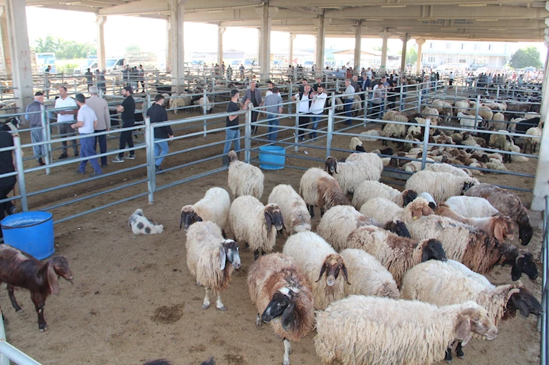 Kurban pazarlarında hareketlilik başladı: Fiyatlar uygun, seçenek bol