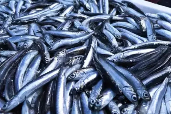 Su ürünleri üretimi 2024