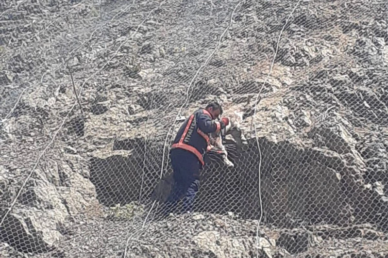 Tellerin arasına sıkışan yaban keçileri kurtarıldı