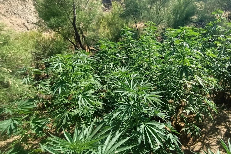 Bingöl’de yaklaşık 6 bin kök kenevir ele geçirildi