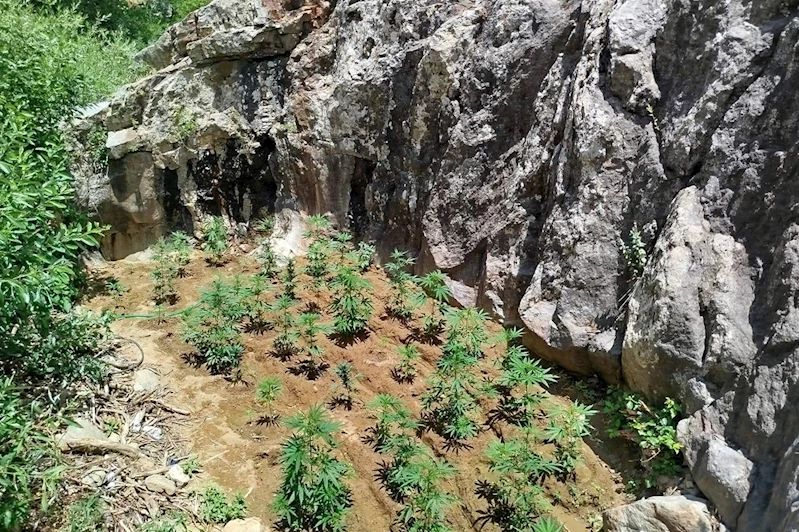 Bingöl’de 843 kök kenevir ele geçirildi