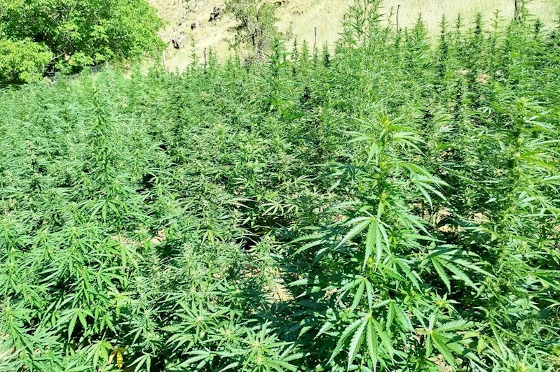 Bingöl’de uyuşturucu operasyonu: 1410 kök kenevir ele geçirildi