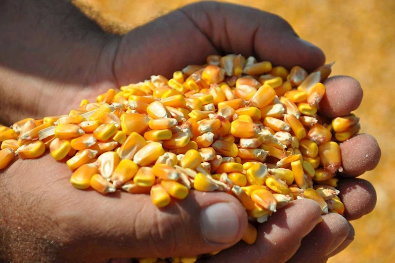 Mısır ithalatında 500 bin tonluk tarife kontenjanı açıldı