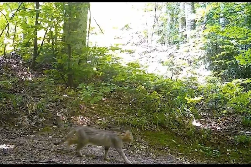 Görülmesi zor yaban kedisi Bursa