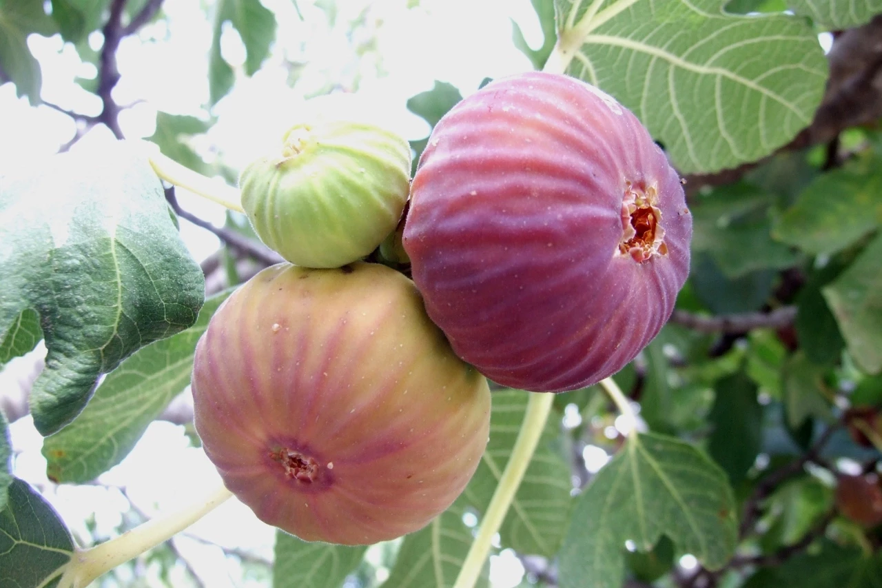 Bursa Siyahı ve Sarılop ihracat yolcusu