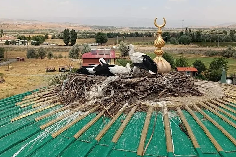 Yuvadan düşen leylek yavrusu kurtarıldı