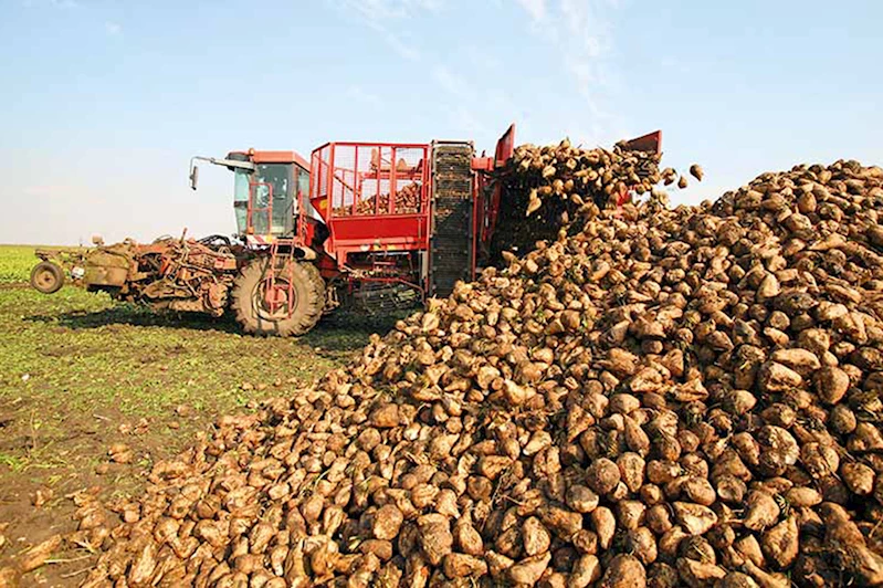 Pancar üreticilerine 2,5 milyar liralık ödeme