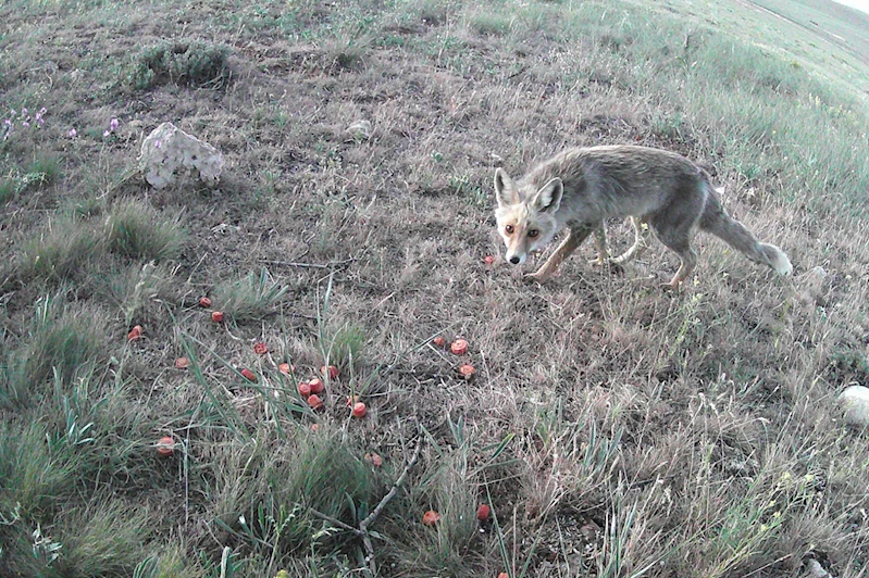Kızıl tilki fotokapana yakalandı