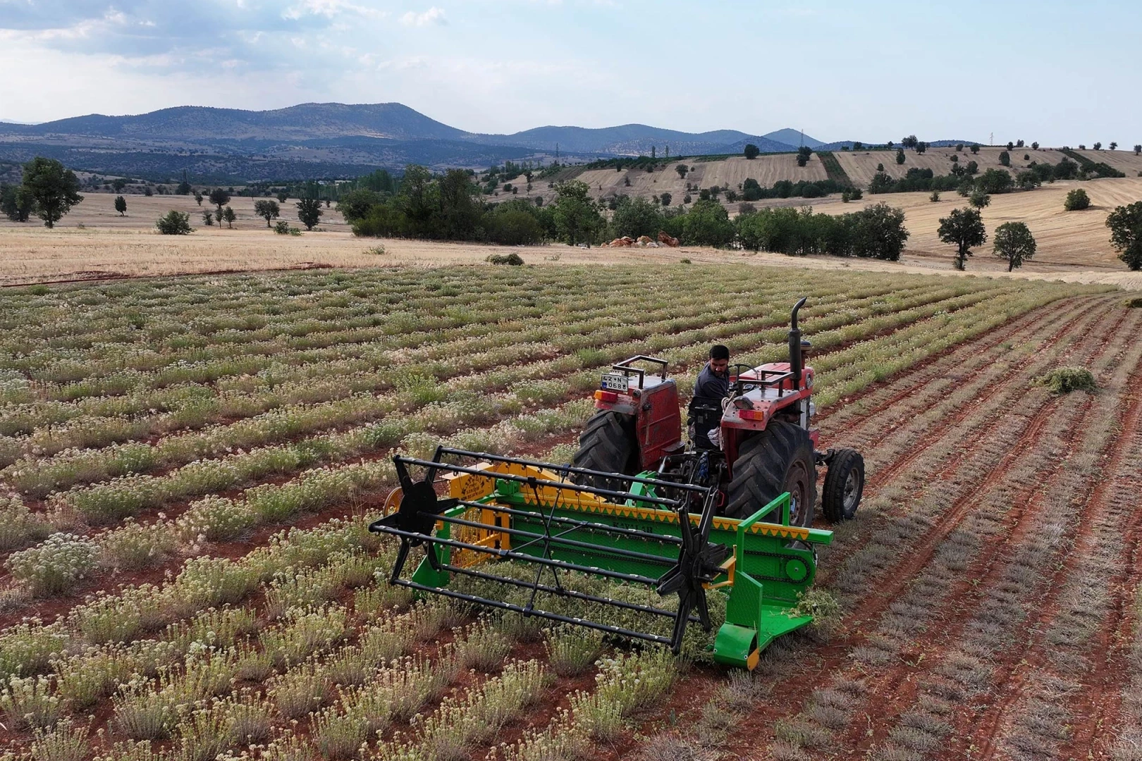 Güneysınır’da kekik hasadı: Kuraklığa dirençli tarımda yeni dönem