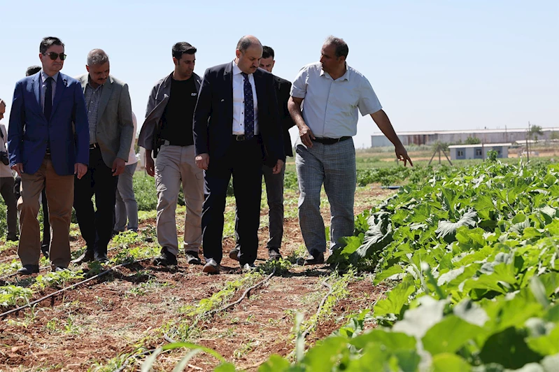 Şanlıurfa’da ata tohumları toprakla buluşuyor
