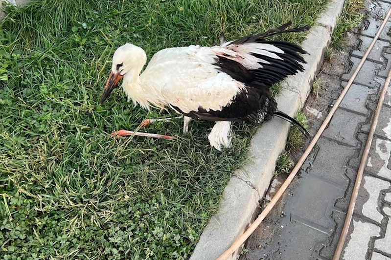 Bingöl’ün Karlıova ilçesinde yaralı leylek bulundu