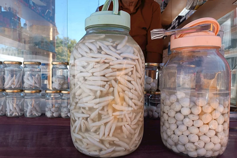 Dağlardan gelen şifa, kenger sakızı el yakıyor