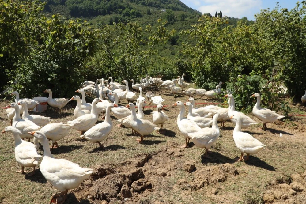 Ordu’da alım garantili kaz yetiştiriciliği üreticiye güven veriyor