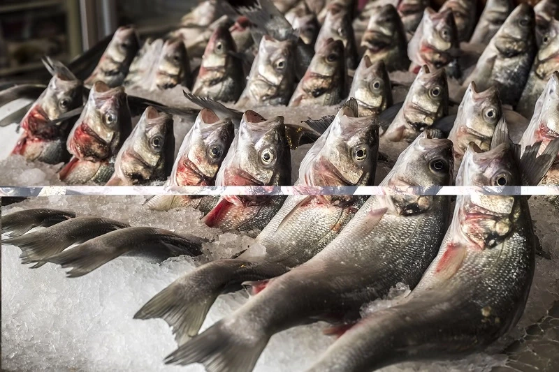 Su ürünlerinde 24 ihracat şampiyonunun 13’ü Egeli