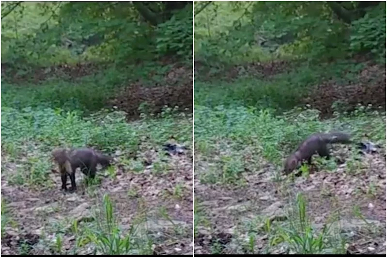 Fotokapanlar orman sansarını görüntüledi