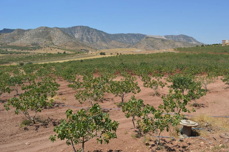 Altın değerindeki fıstıkta gözler bu yılın veriminde