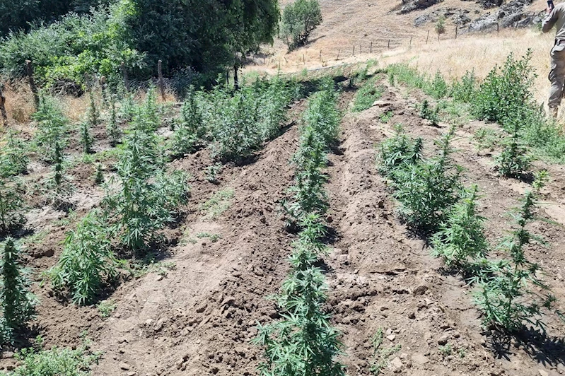 Bingöl’de 4 bin 314 kök kenevir ele geçirildi