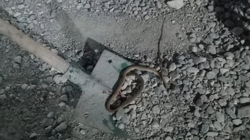 Adıyaman’da yılan paniği: Konteyner kentte yılan görüldü, vatandaşlar uyarıldı 