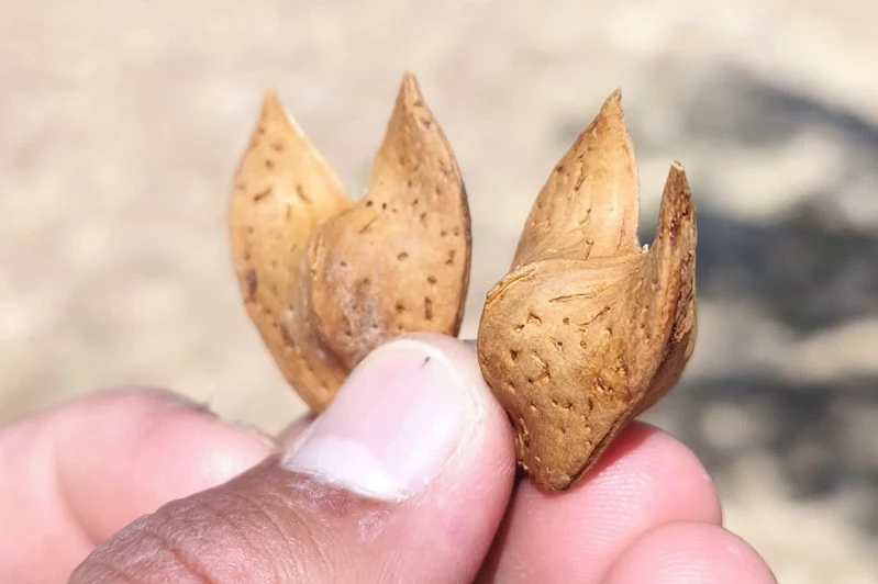 Mardin’de iki kanatlı badem şekli hayret uyandırdı