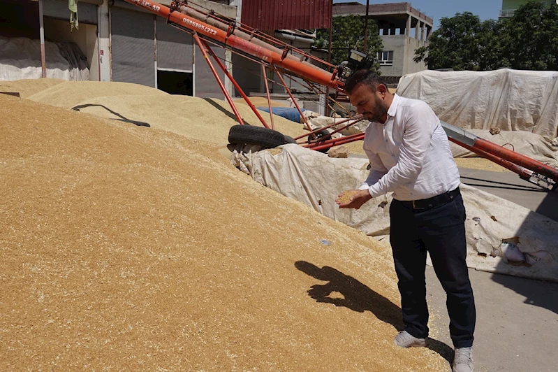 Hububat pazarı hareketli ama çiftçi girdi maliyetlerinden dertli