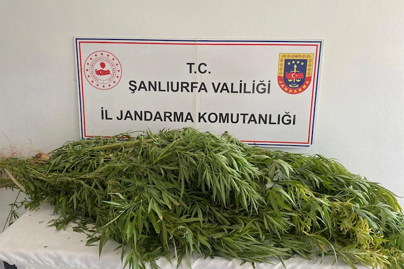 Şanlıurfa’da jandarmadan uyuşturucu operasyonu