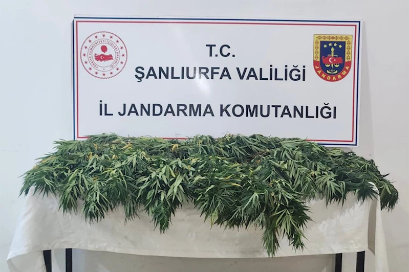 Şanlıurfa’da uyuşturucu operasyonu: 2 gözaltı