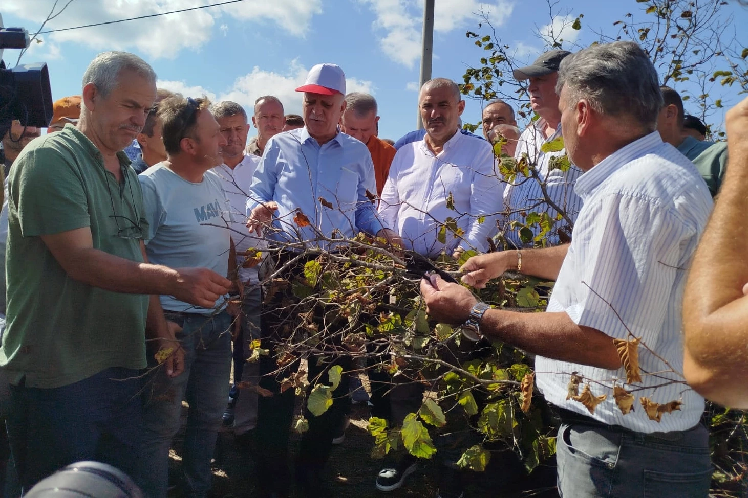 Sakarya’da fındık krizi uyarısı! Rekolte 449 bin tonun altında kalacak