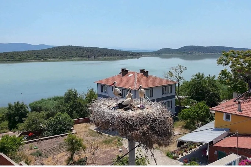  Bursa’dan Filistin’e kanat açan yavru leylek, İslam dünyasına mesaj verdi
