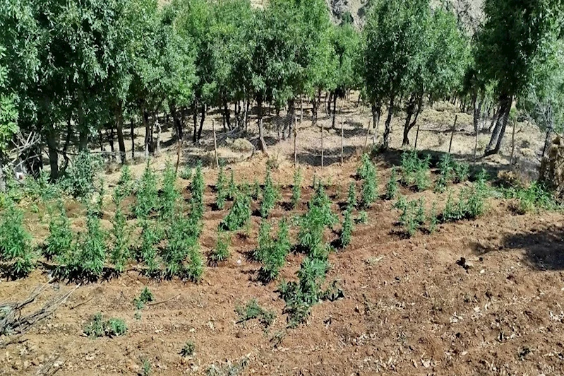 Bingöl’de 8 bin 332 kök kenevir ele geçirildi