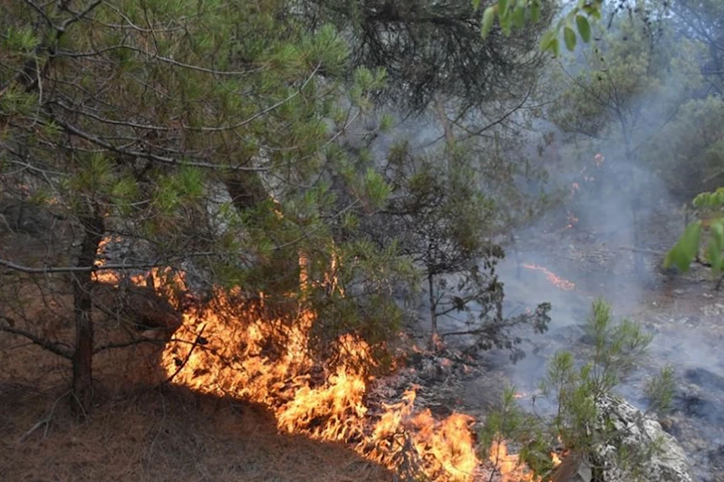 Sinop’ta orman yangını