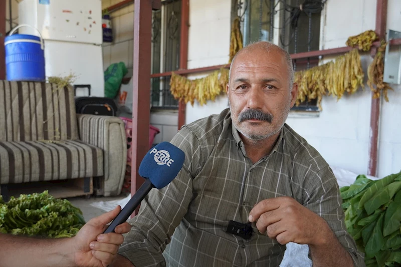 Adıyamanlı tütün üreticileri mağdur: ‘Hem alım gücümüz düştü hem de tütünümüze göz koyuyorlar’  - Videolu Haber