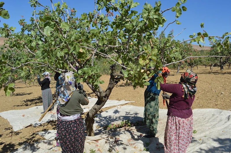 Kuraklık ve tedbirsizlik fıstık üreticisini vurdu