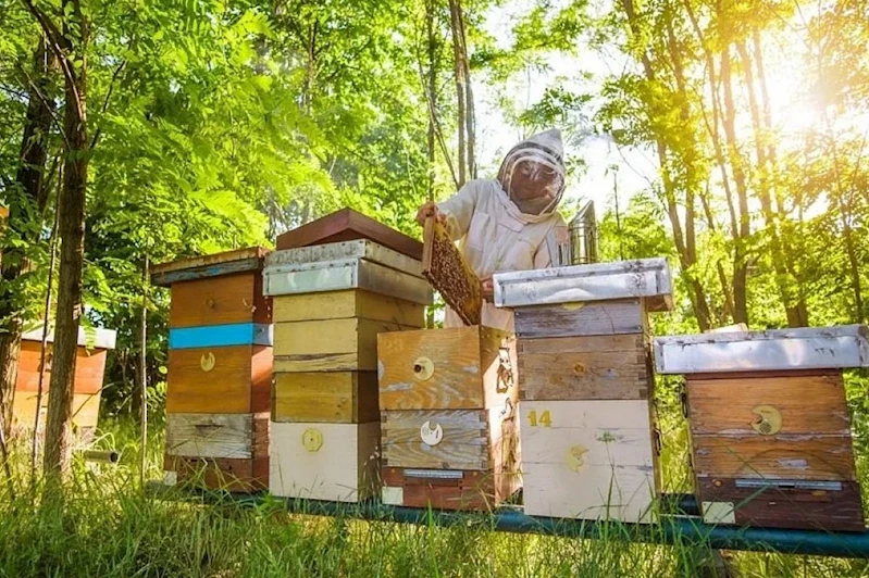 Siirt’te “Balımız Sizden Kovan Bizden” projesiyle 100 aileye kovan dağıtılacak