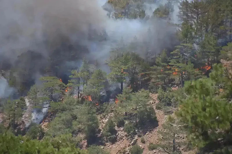 Çanakkale Gelibolu’da orman yangını
