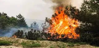 Denizli’de Orman Yangını Büyümeden Söndürüldü