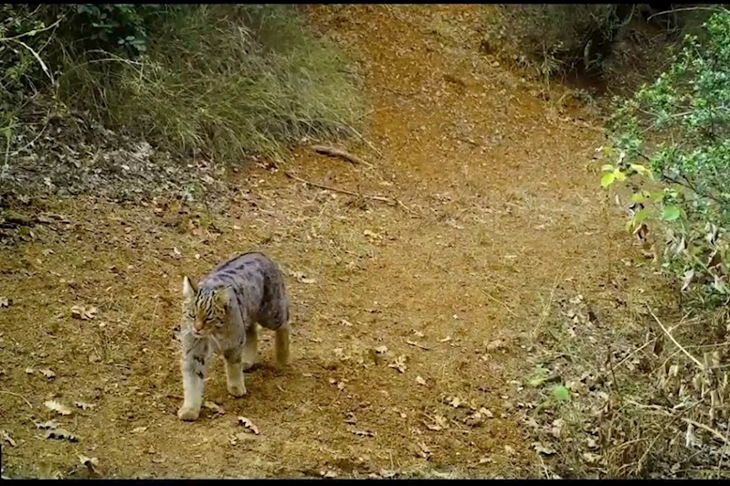 Bursa’da yaban kedisi foto kapanla görüntülendi