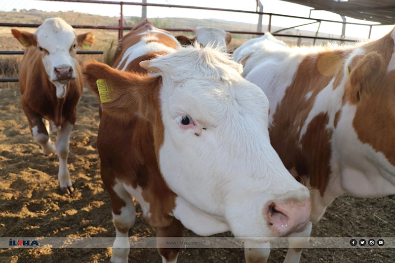 Bakanlıktan şap hastalığı açıklaması