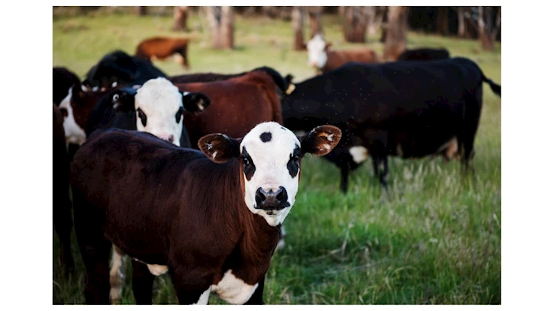 Bakanlık duyurdu: 24 ilde hayvan pazarları yeniden aktif hale getirildi 