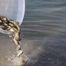 Baraj Gölü’ne 50.000 Yavru Balık Bırakıldı